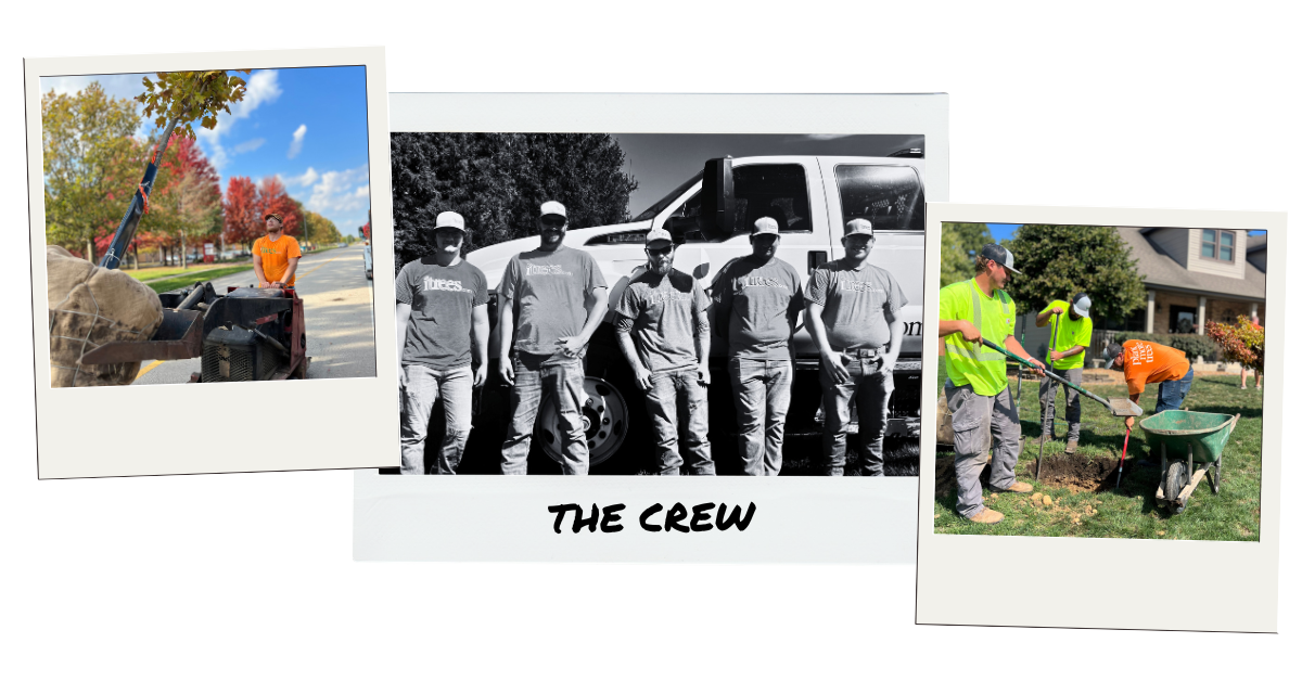 A collage of polaroid's showing the iTrees.com crew.